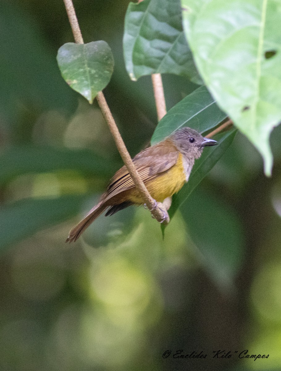 White-throated Shrike-Tanager - ML617003582