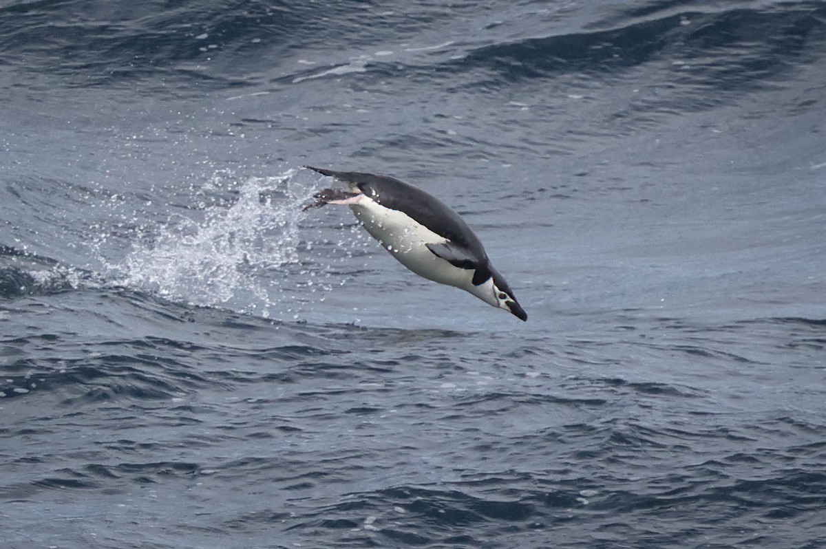 Chinstrap Penguin - ML617003587