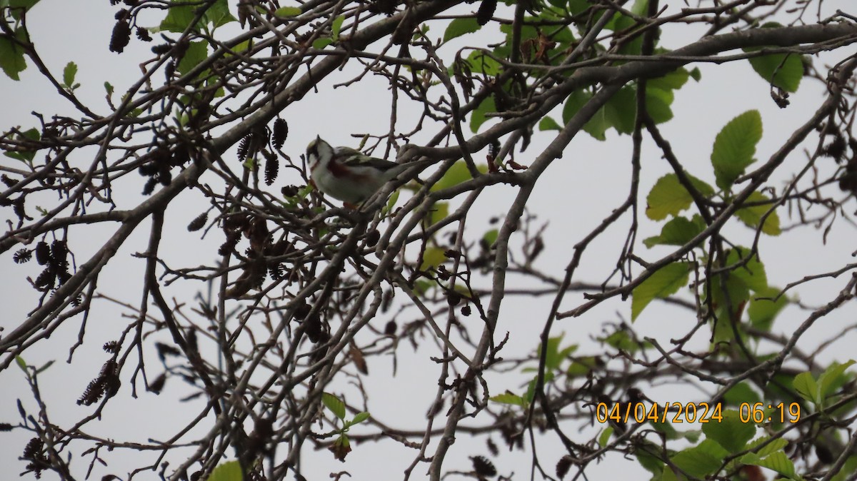 Chestnut-sided Warbler - Zehava Purim-Adimor