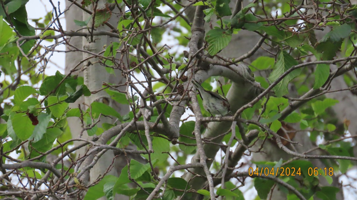 Chestnut-sided Warbler - ML617003590