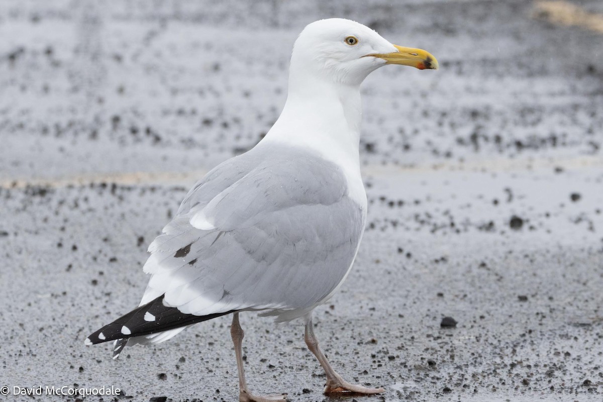 Herring Gull (American) - David McCorquodale