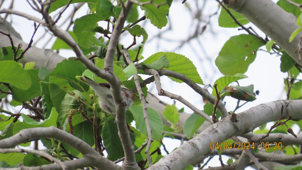 Chestnut-sided Warbler - ML617003610