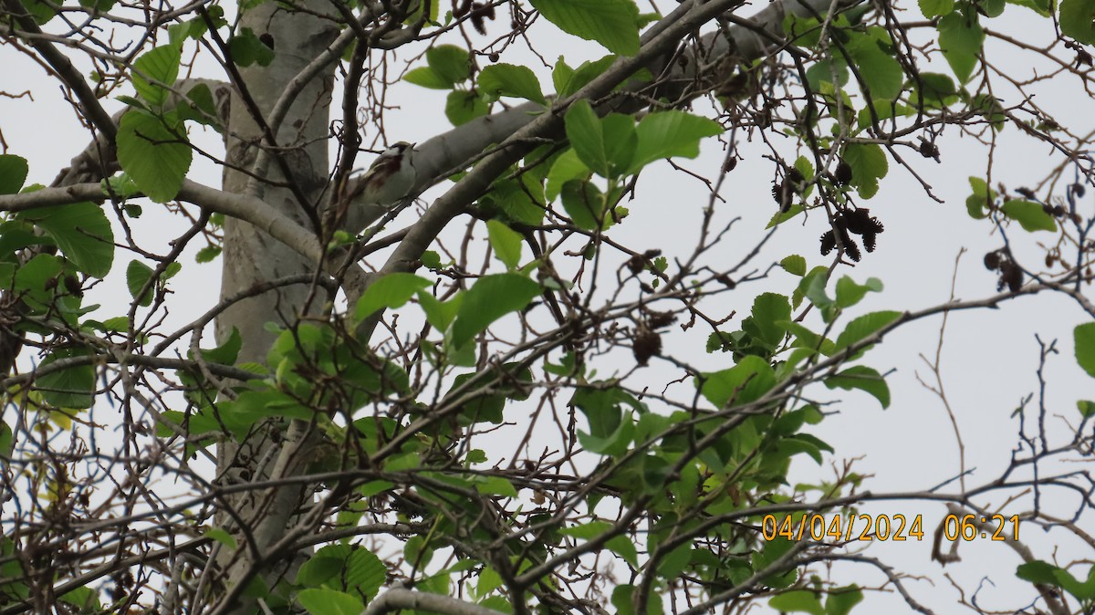 Chestnut-sided Warbler - ML617003611