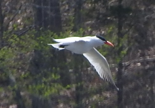 Caspian Tern - Warren Rofe