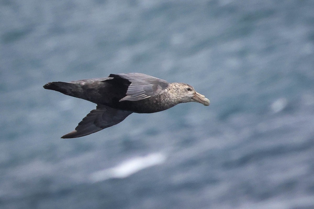 Southern Giant-Petrel - ML617003656