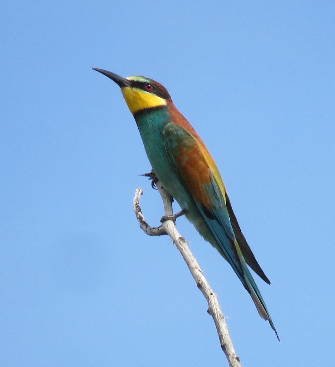 European Bee-eater - ML617003667