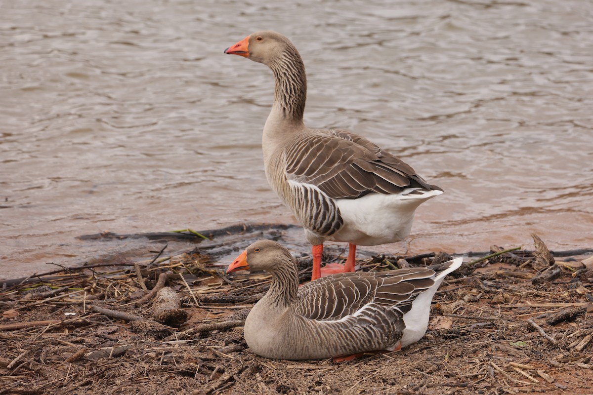 Graylag Goose (Domestic type) - Allan Williams