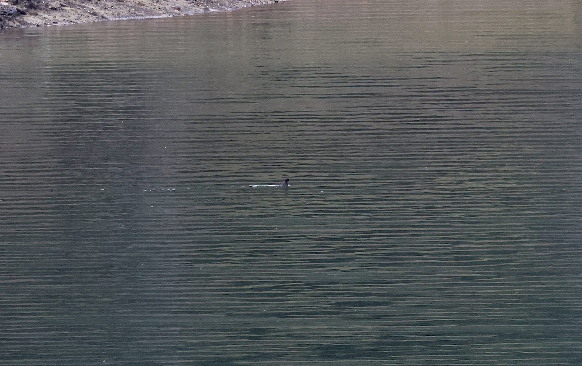 Little Grebe - ML617003680