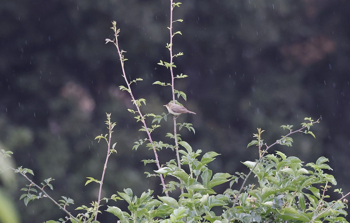 Melodious Warbler - ML617003686
