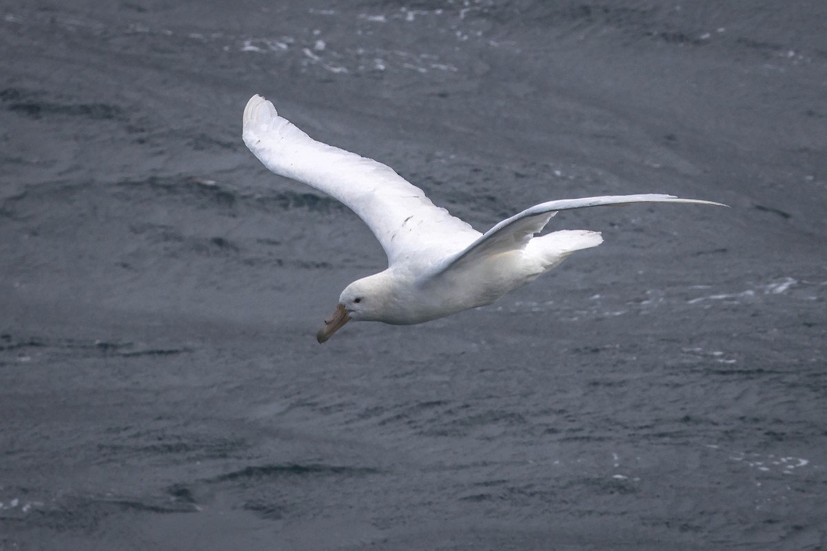 Southern Giant-Petrel - ML617003693