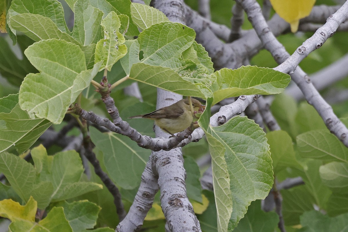 Melodious Warbler - ML617003699