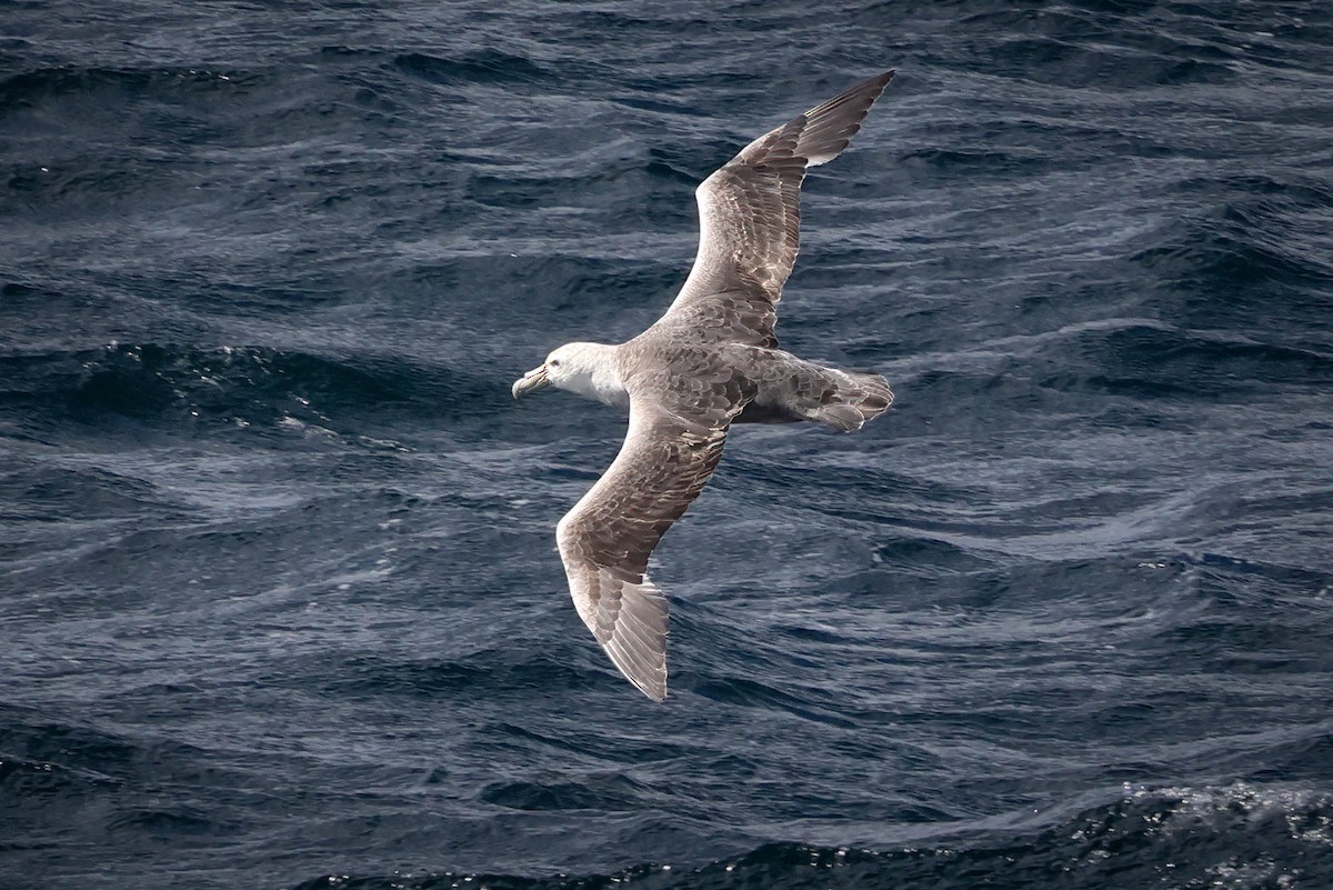 Southern Giant-Petrel - ML617003701