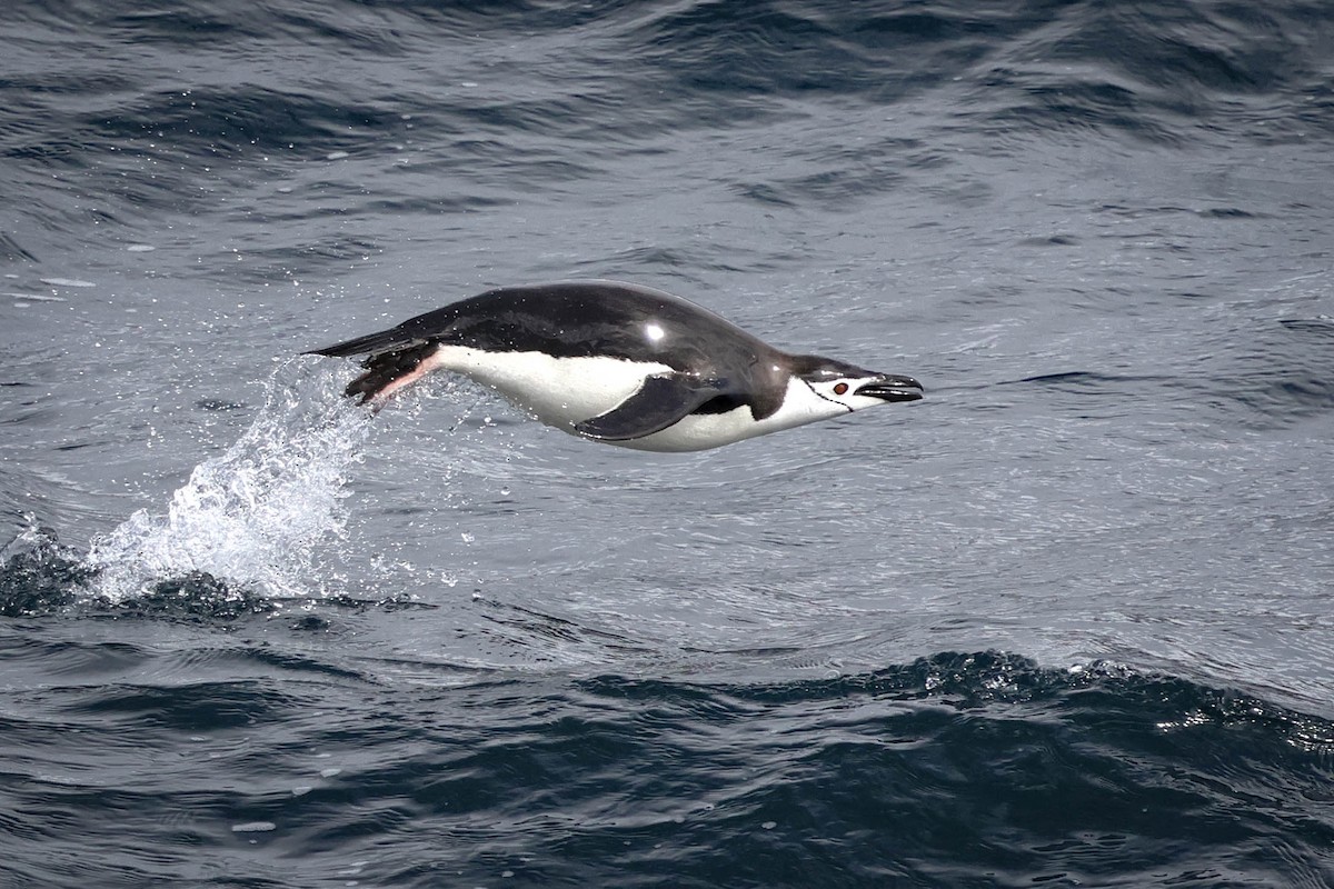 Антарктический пингвин - ML617003707