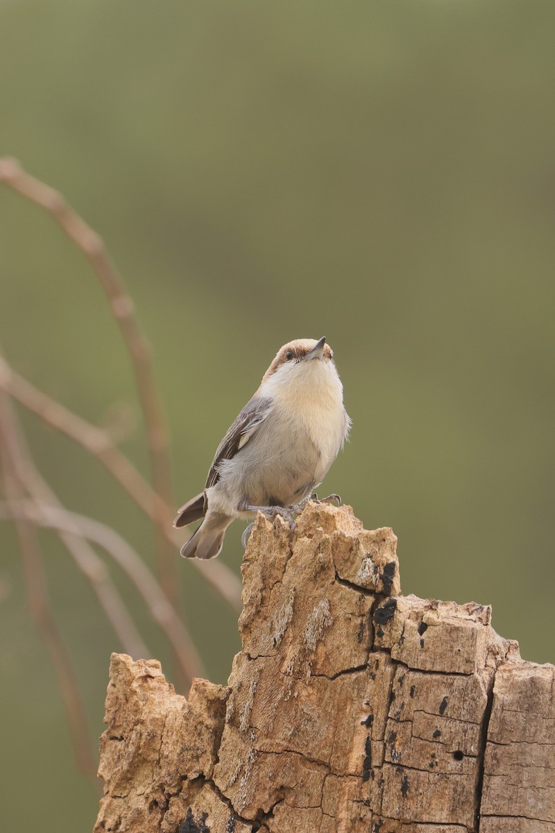 Brown-headed Nuthatch - Allan Williams