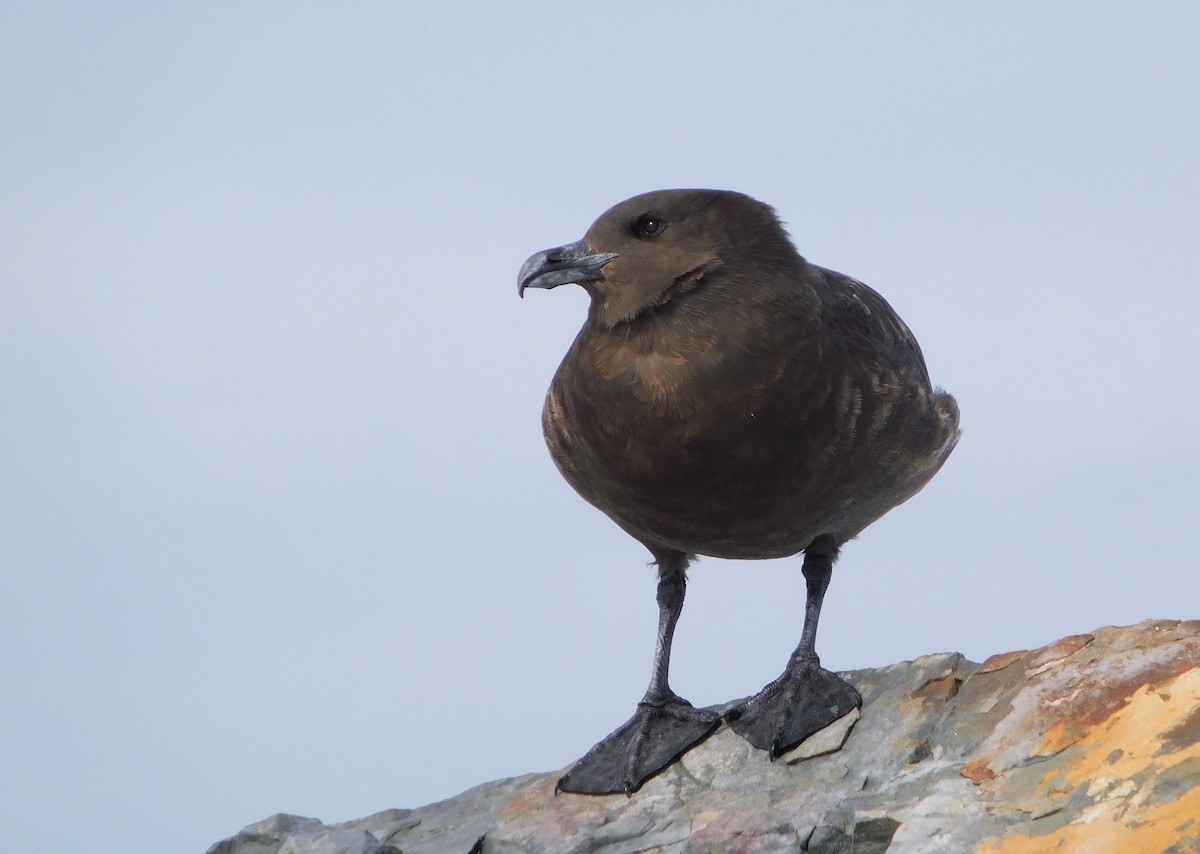 Brown Skua (Subantarctic) - ML617003735