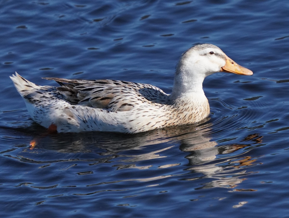 Mallard (Domestic type) - Richard Block