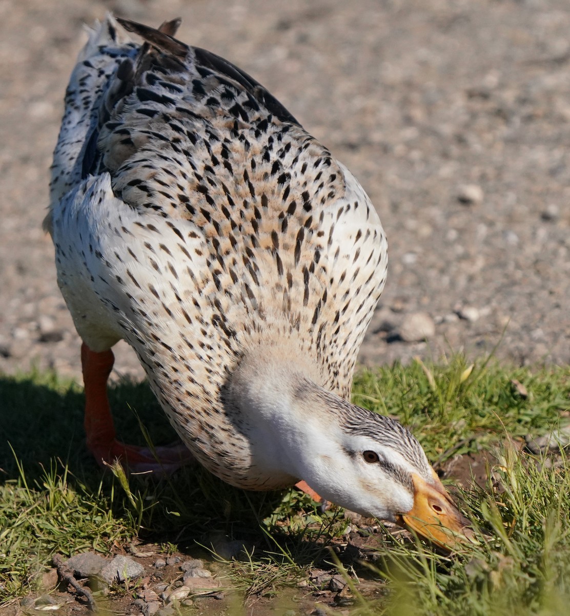 Mallard (Domestic type) - Richard Block