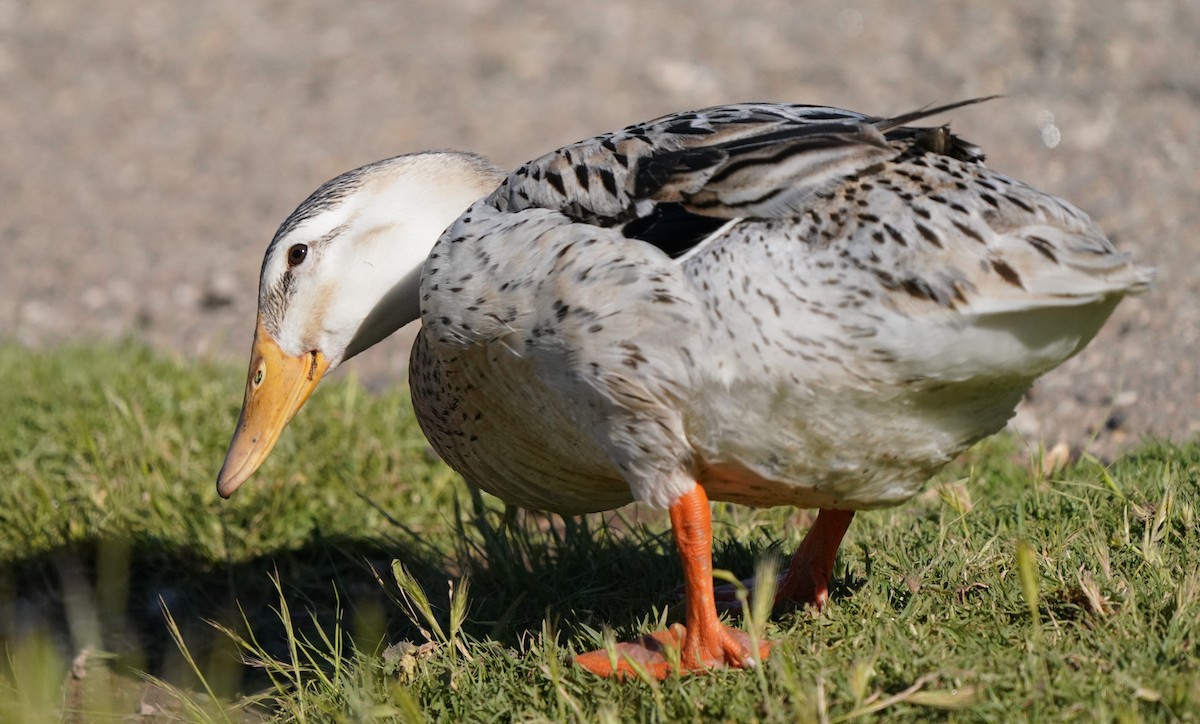 Mallard (Domestic type) - Richard Block