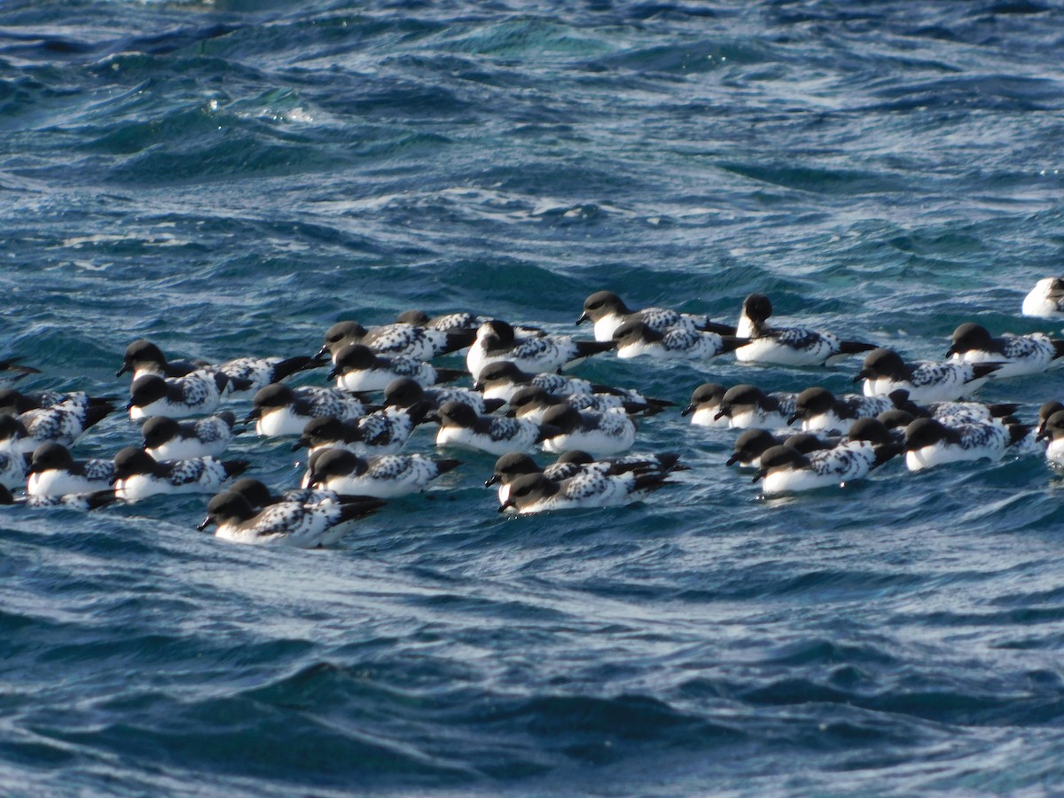 Cape Petrel - ML617003800