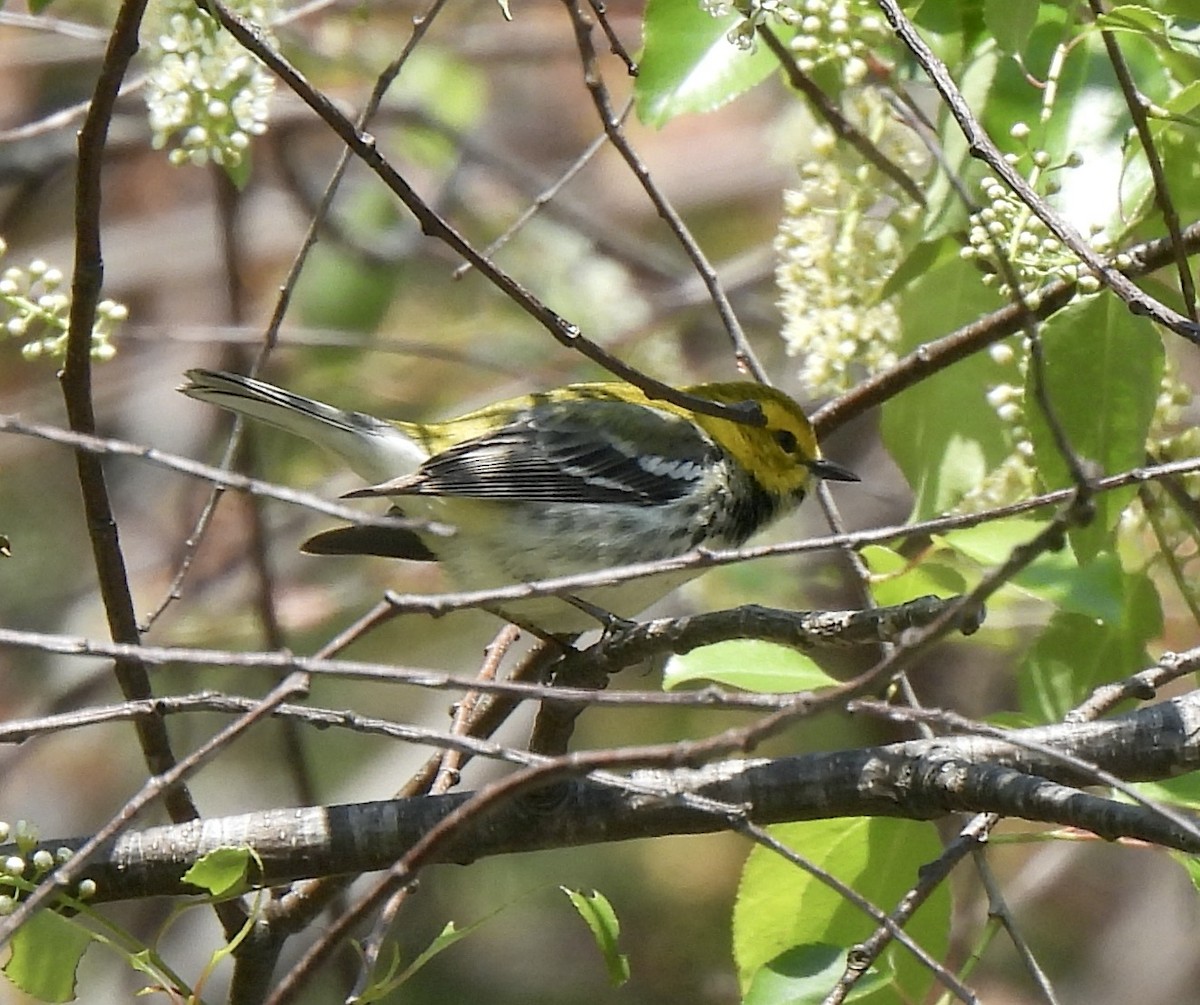 Black-throated Green Warbler - ML617003856