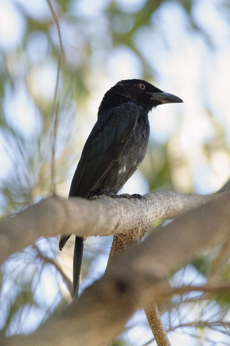 Spangled Drongo - Adrian van der Stel