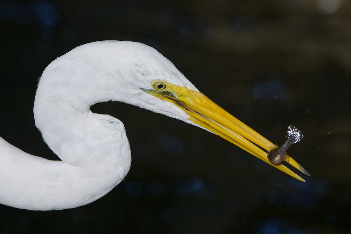 Great Egret - Adrian van der Stel