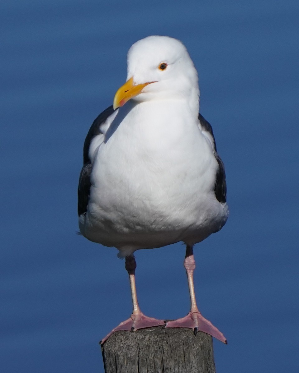 Western Gull - ML617003891