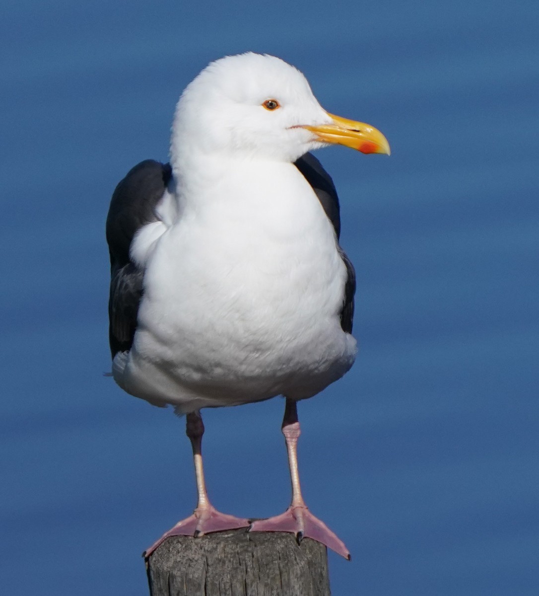 Gaviota Occidental - ML617003892