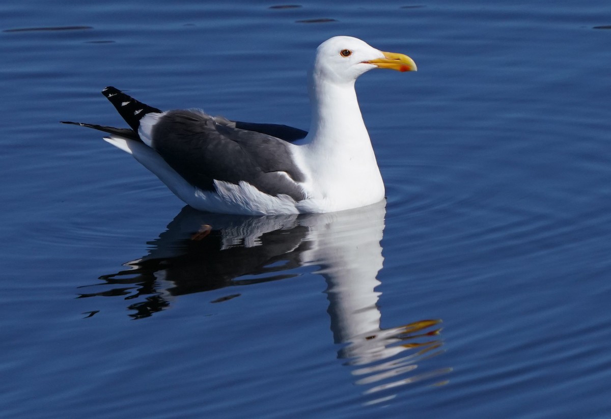 Gaviota Occidental - ML617003894