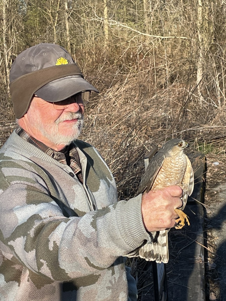 Sharp-shinned Hawk - Luke Donahue