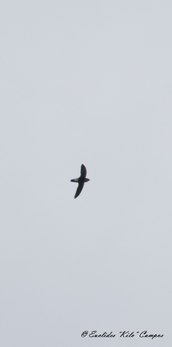 Costa Rican Swift - ML617003947