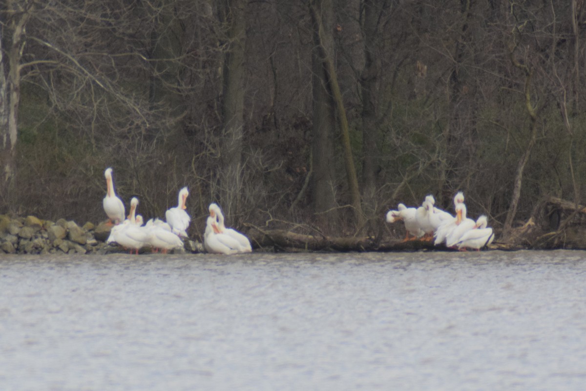 American White Pelican - Edward Hicks