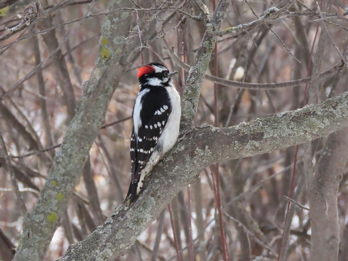 Downy Woodpecker - Kerry Hjertaas