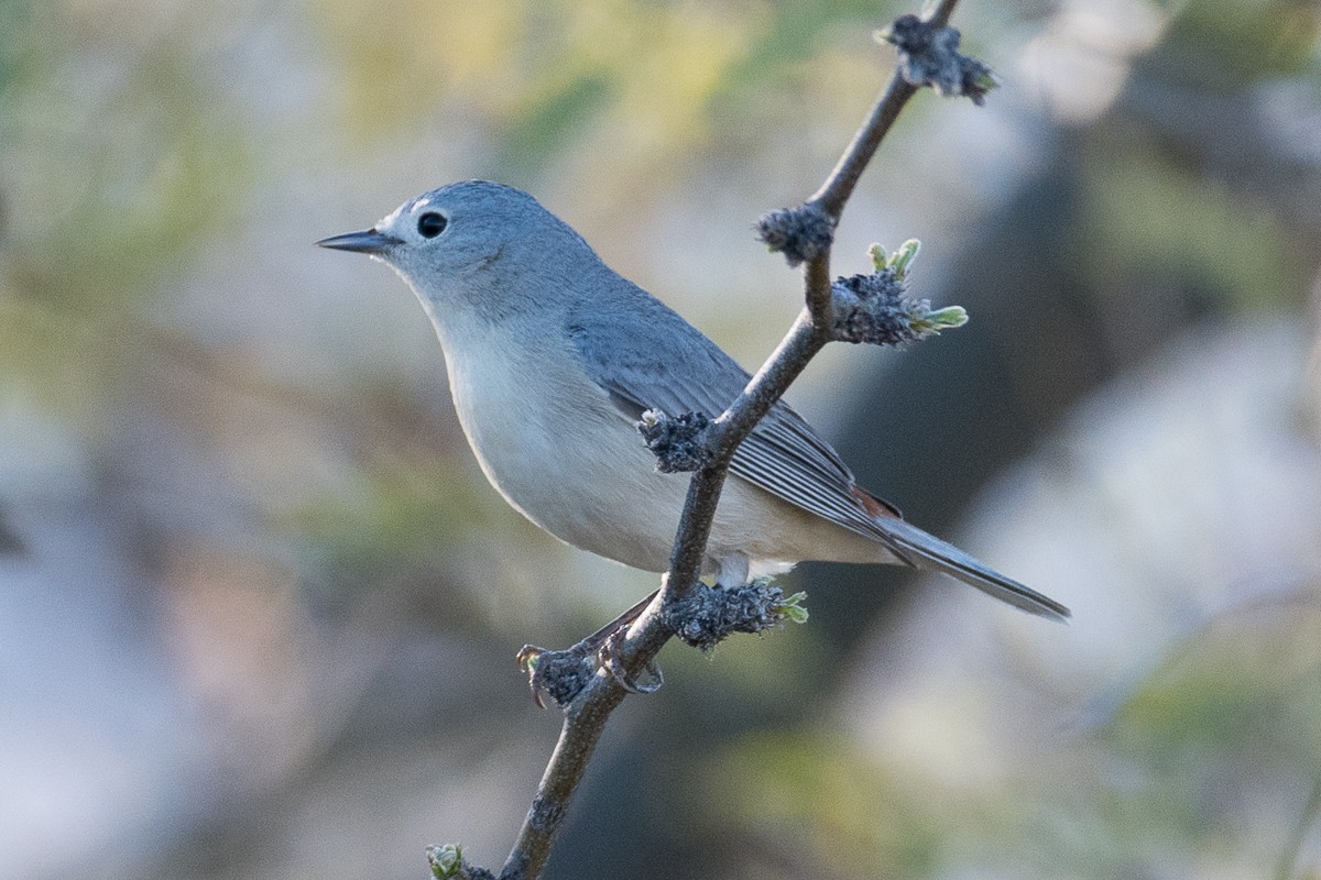 Lucy's Warbler - ML617003996