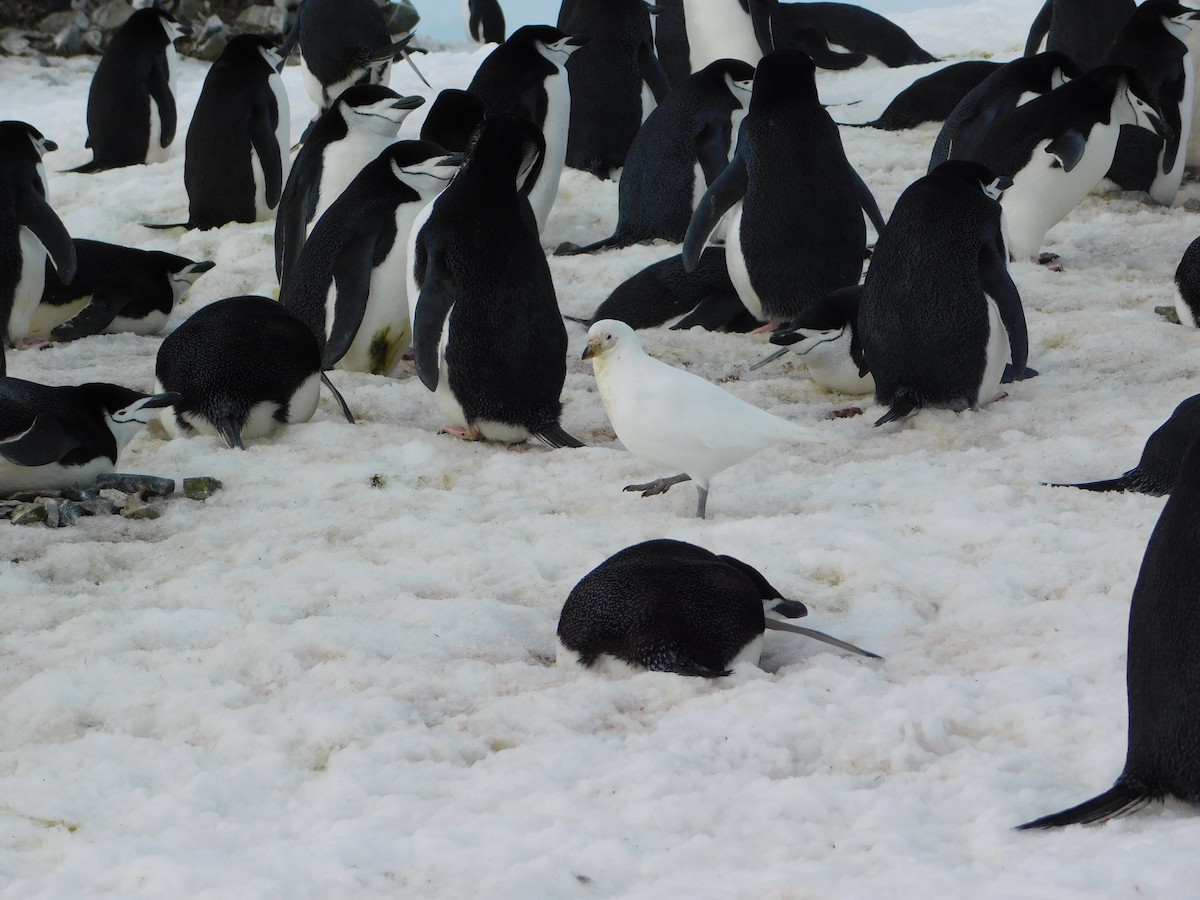 Snowy Sheathbill - ML617004092