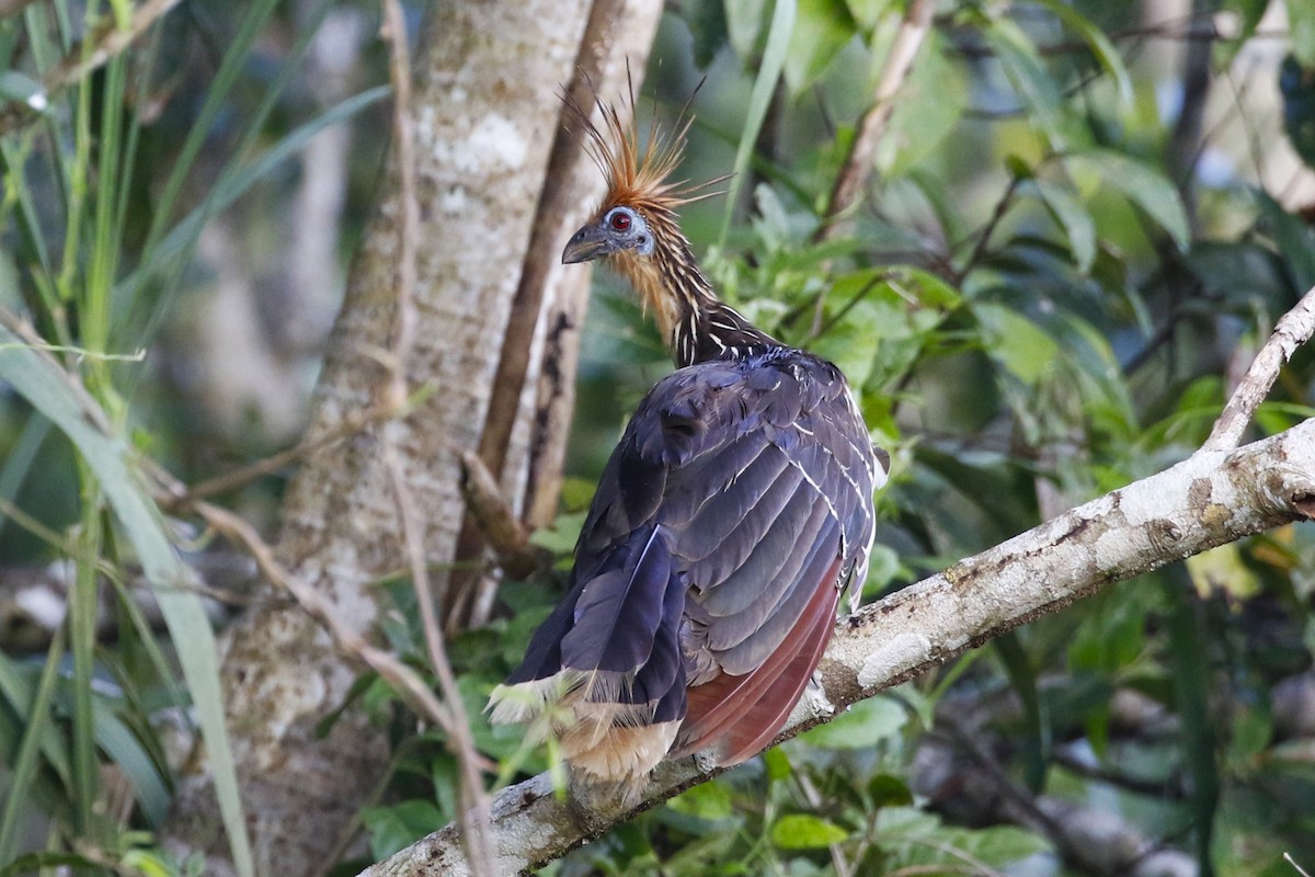 Hoatzin - Dan Tankersley