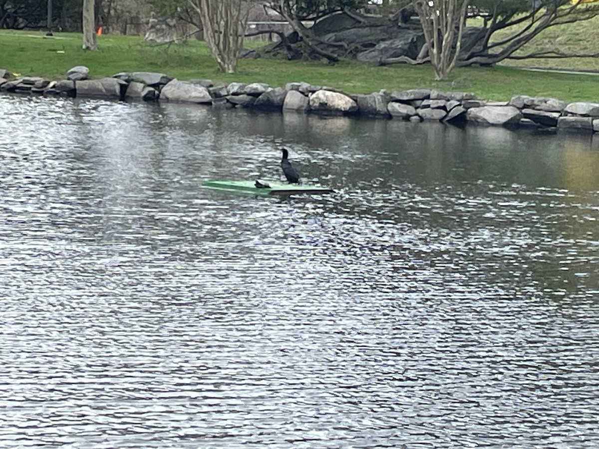 Double-crested Cormorant - ML617004113