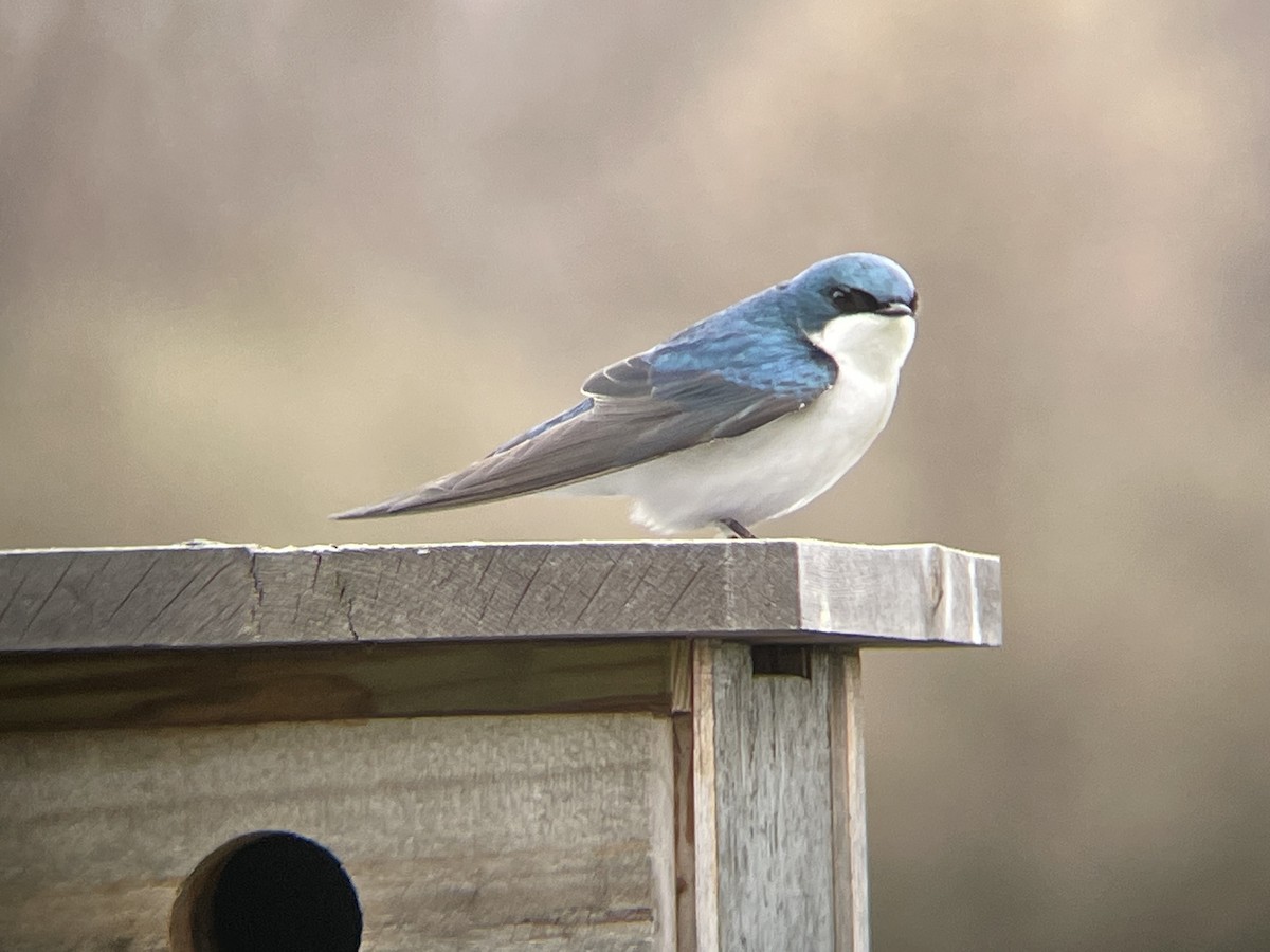 Golondrina Bicolor - ML617004285