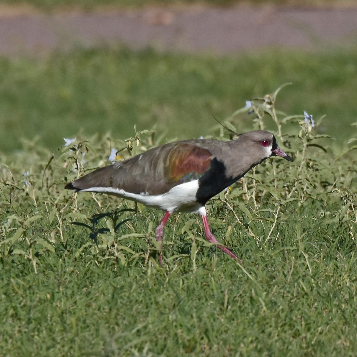 Southern Lapwing - ML617004343