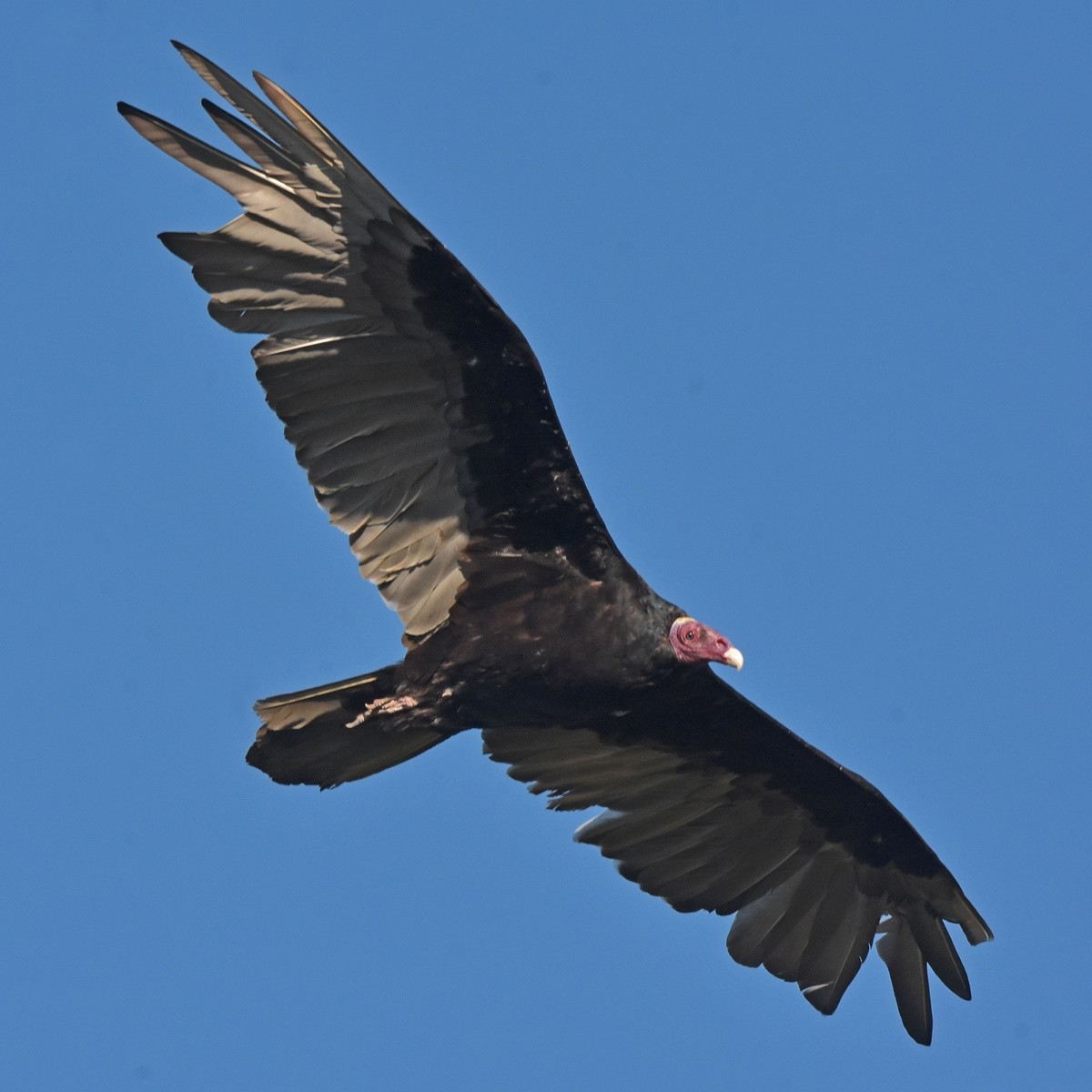 Turkey Vulture - ML617004351