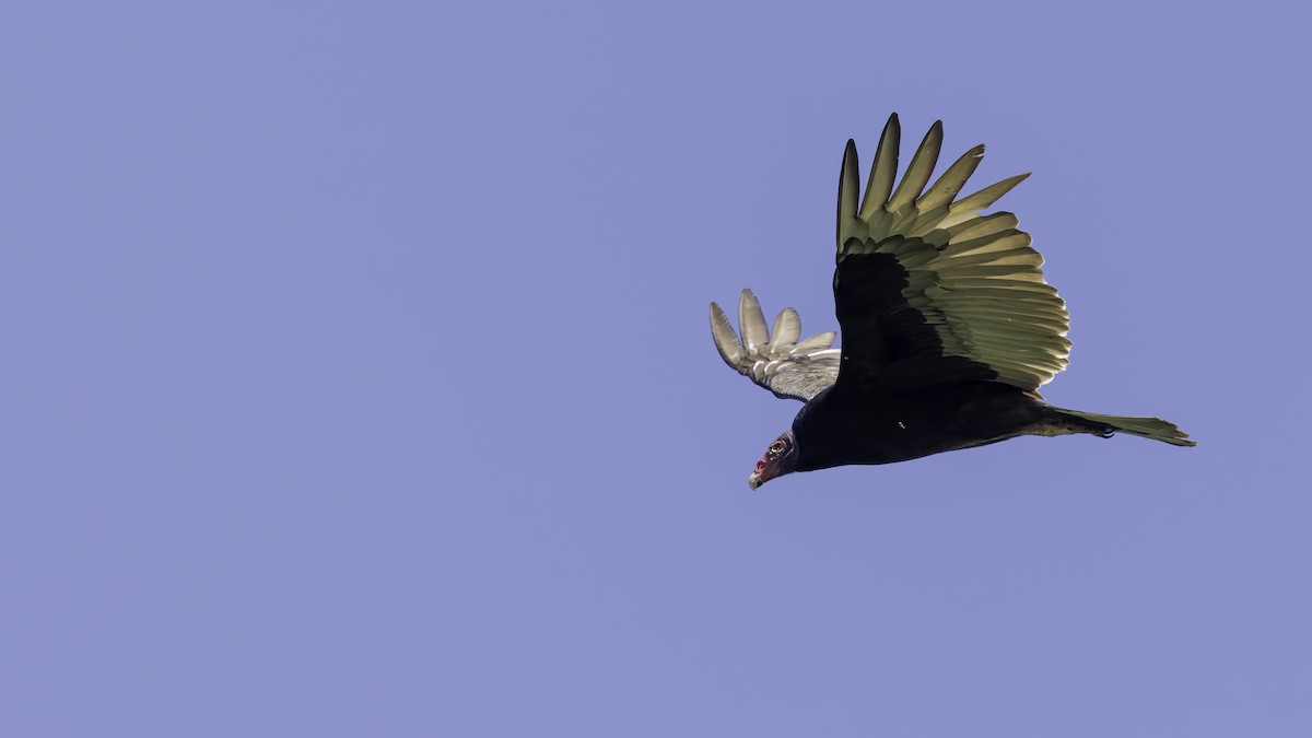 Turkey Vulture - ML617004364