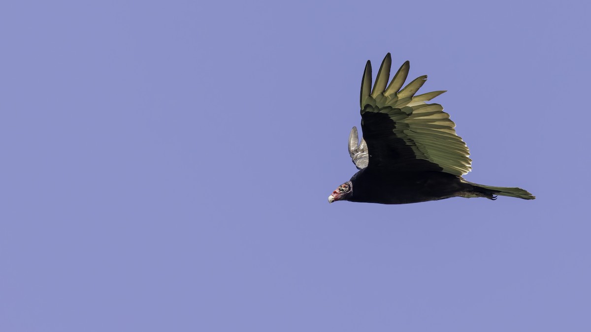 Turkey Vulture - ML617004365