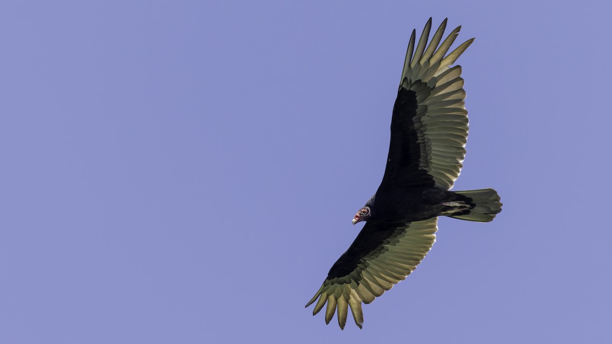 Turkey Vulture - ML617004366