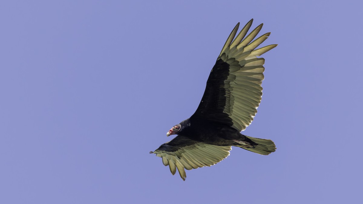 Turkey Vulture - ML617004367