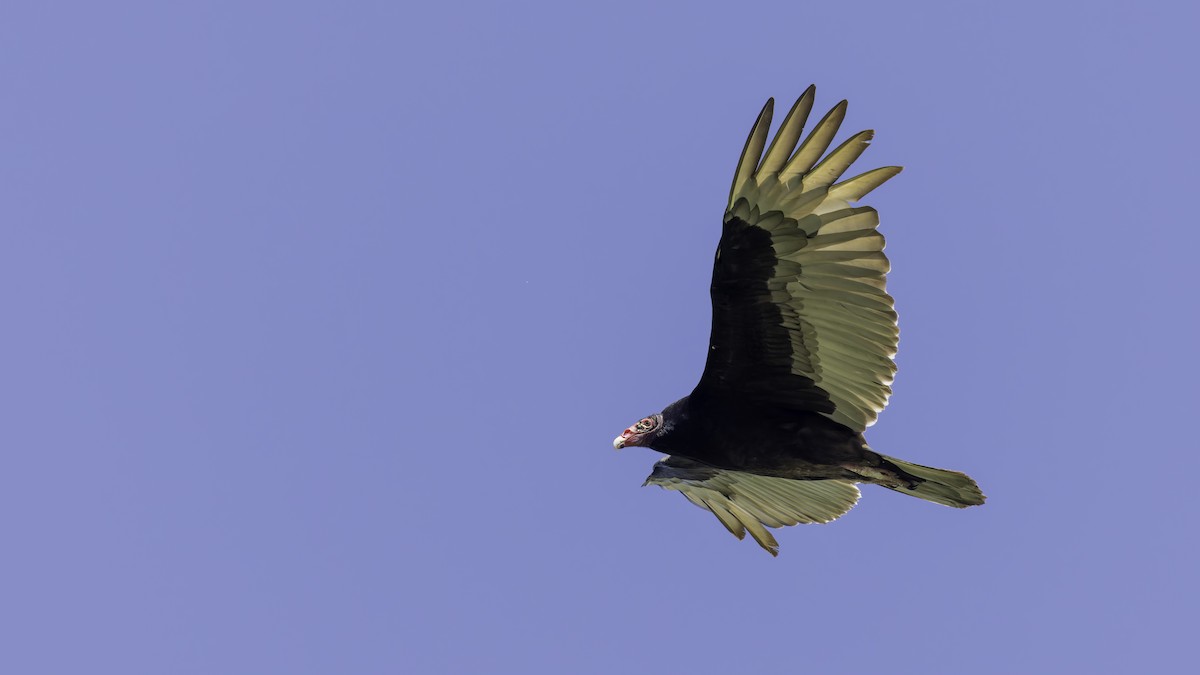 Turkey Vulture - ML617004368