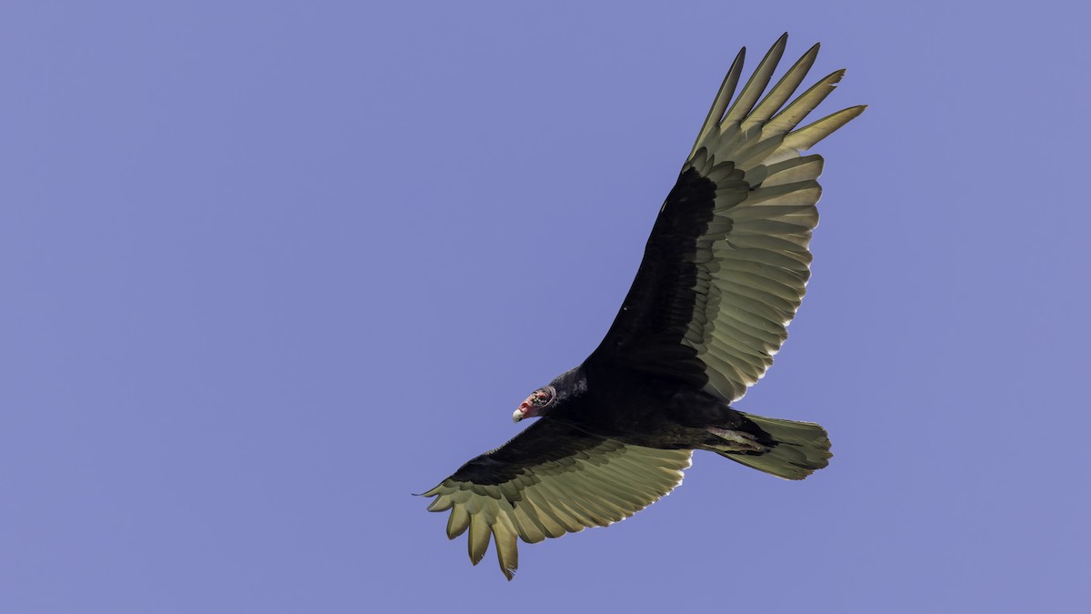 Turkey Vulture - ML617004369