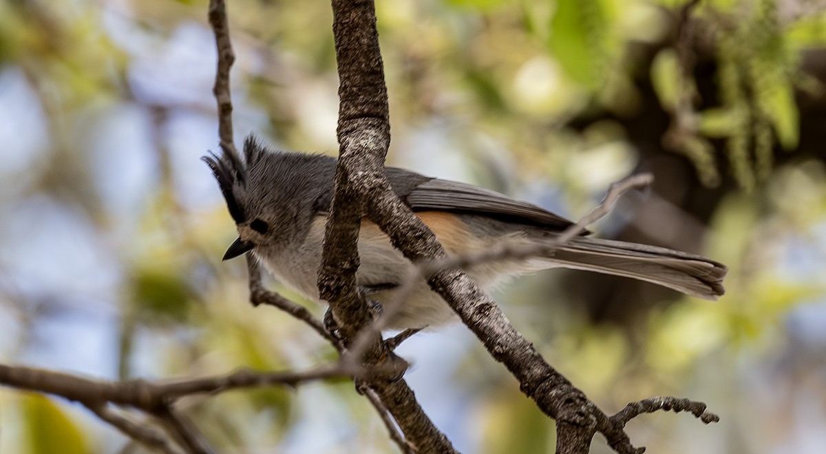 Black-crested Titmouse - ML617004409