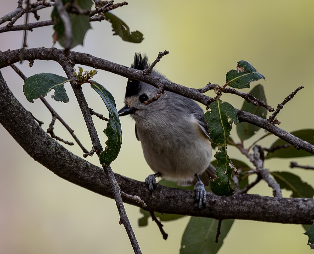 Black-crested Titmouse - ML617004410