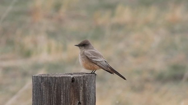 Say's Phoebe - ML617004485