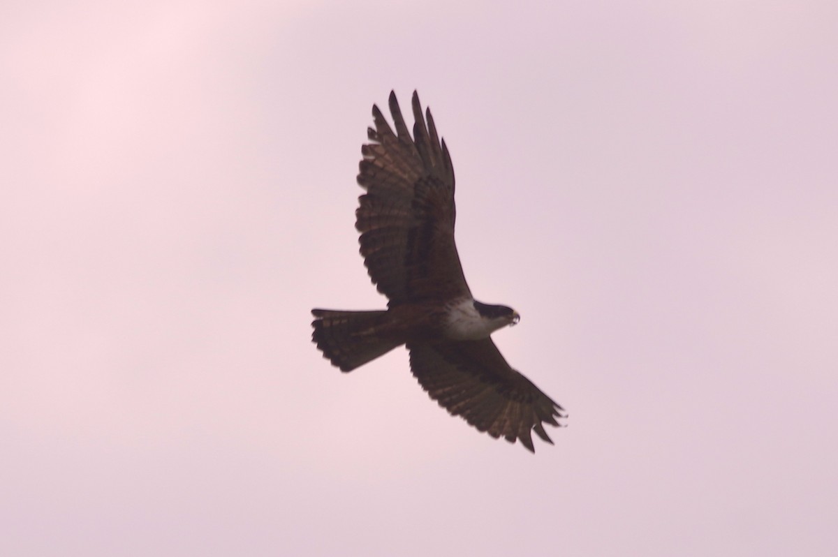 Rufous-bellied Eagle - Rafael Szamocki